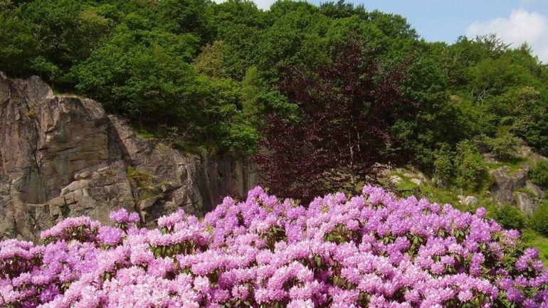 flyt til Bornholm og opleve Ekkodalens smukke blomster og klipper